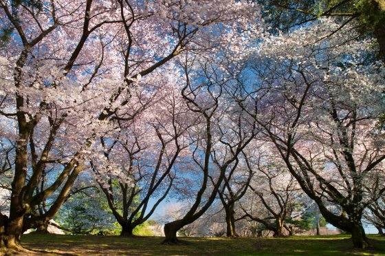 grouping of large trees with pink flowers 